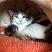 Thumbnail photo of Fauna 2 #3