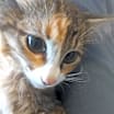Thumbnail photo of Fauna 2 #4