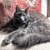 Thumbnail photo of Ivan (CL-S) #1