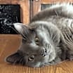 Thumbnail photo of Ivan (CL-S) #4