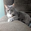 Thumbnail photo of Mittens #3