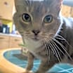 Thumbnail photo of Mittens #4