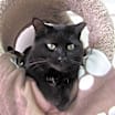 Thumbnail photo of Belle #4