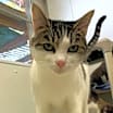 Thumbnail photo of Olive #4