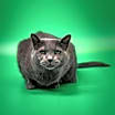 Thumbnail photo of Abbie #3