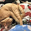 Thumbnail photo of Hagrid #2