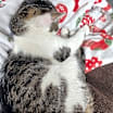 Thumbnail photo of Hagrid #3