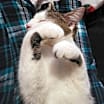Thumbnail photo of Hagrid #4
