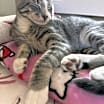 Thumbnail photo of Leo #1