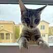 Thumbnail photo of Leo #2