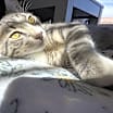 Thumbnail photo of Leo #3