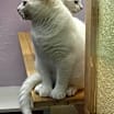 Thumbnail photo of Dude / Squeaks #3