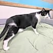 Thumbnail photo of Cookie 27011 #2