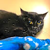Thumbnail photo of Luna #3