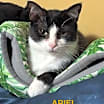 Thumbnail photo of Ariel #1