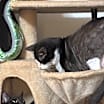Thumbnail photo of Ariel #3