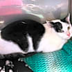 Thumbnail photo of Catrick Swayze #3