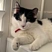 Thumbnail photo of Pipper #1