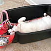 Thumbnail photo of Pipper #2