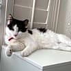 Thumbnail photo of Pipper #3