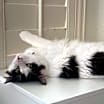 Thumbnail photo of Pipper #4