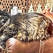 Thumbnail photo of Miss Priss #1