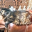 Thumbnail photo of Miss Priss #2