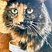 Thumbnail photo of Miss Priss #3