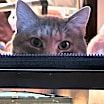 Thumbnail photo of Tara #4