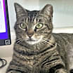 Thumbnail photo of Paisley #1
