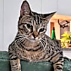 Thumbnail photo of Harley #2