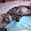 Thumbnail photo of Paisley #4