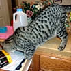 Thumbnail photo of Tiger #2