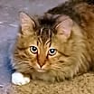 Thumbnail photo of Oliver #1