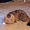 Thumbnail photo of Oliver #2
