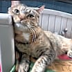 Thumbnail photo of Sweetie Pie #1