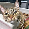 Thumbnail photo of Sweetie Pie #2