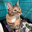 Thumbnail photo of Sweetie Pie #3