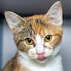 Thumbnail photo of Tot #2