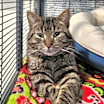 Thumbnail photo of Gekko #2