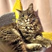 Thumbnail photo of Nyx #1