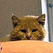 Thumbnail photo of Taz #1