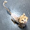 Thumbnail photo of Taz #3