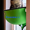 Thumbnail photo of Thyme #1