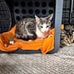 Thumbnail photo of Maple #2