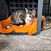 Thumbnail photo of Maple #3