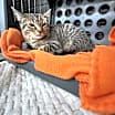 Thumbnail photo of Maple #1
