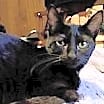 Thumbnail photo of Zz Shawna ~ Courtesy #1