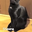 Thumbnail photo of Zz Shawna ~ Courtesy #2