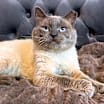 Thumbnail photo of Meowgi #1